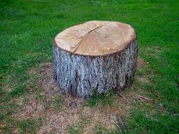Best Stump Grinding and Removal  in Utica, NE