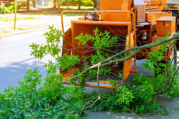 Utica, NE Tree Services Company