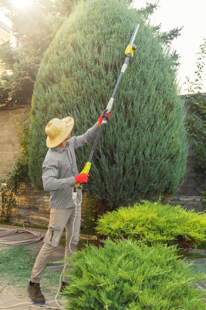 Best Root Management and Removal  in Utica, NE